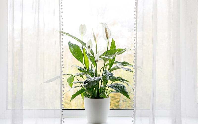 indoor air quality